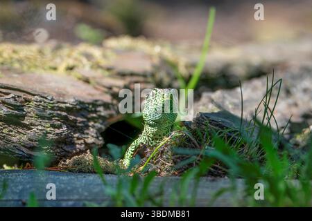 Sand lizard, Lacerta agilis Stock Photo