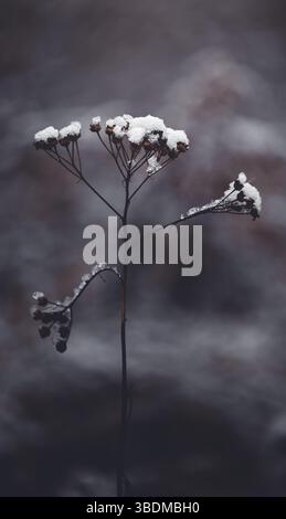 A captivating minimalistic composition featuring a thin dried common yarrow plant covered partially in snow, emphasizing simplicity and natural beauty Stock Photo