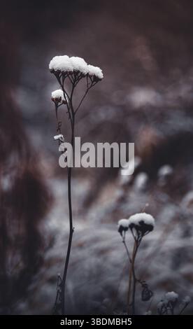 A captivating minimalistic composition featuring a thin dried common yarrow plant covered partially in snow, emphasizing simplicity and natural beauty Stock Photo