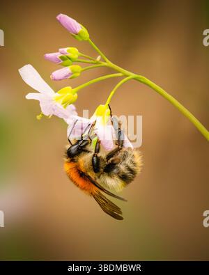 Bumblebee pollinating cuckooflower – close-up of insect on wild spring blossom Stock Photo