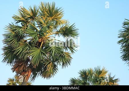 Fruiting Toddy Palm or Palmyra Palm Tree on Blue Sky Stock Photo