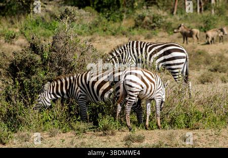 Zebras in African savana on dry grass at safari game wild nature in Masai Mara, Amboseli, Samburu, Serengeti Tsavo national parks of Kenya Tanzania Stock Photo