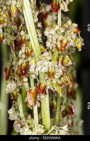 Close-up of seeds on a plant of rhubarb 'Victoria', Rheum × hybridum, that has been allowed to go to seed and produce flowers. Stock Photo