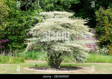 Cornus alternifolia variegata hi-res stock photography and images - Alamy