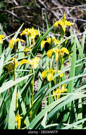 Yellow flag irises, Iris pseudacorus, growing at Titchwell Marsh on the North Norfolk coast. Stock Photo