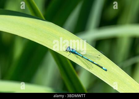 Common blue damselfly, Enallagma cyathigerum, resting on leaf of flag iris, Iris pseudacorus, at Titchwell Marsh on the North Norfolk coast. Stock Photo