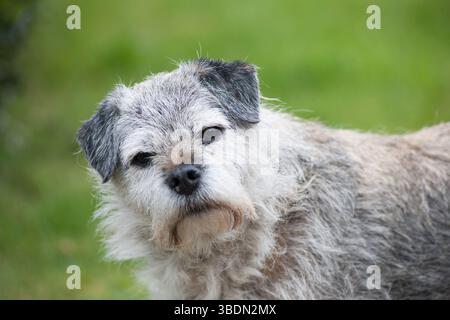 13 Year Old Male Border Terrier looking into Camera Stock Photo