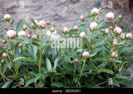 Pink Peony Buds Stock Photo