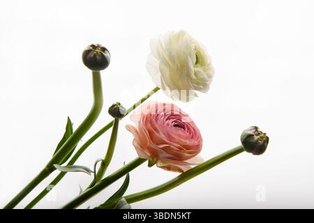 Two Ranunculus flowers on a white background. Horizontal photo. Style. Universal close-up photo. Picture in a frame. Stock Photo