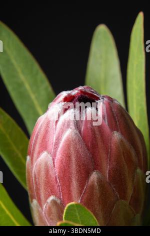 Proteus flower on a black background, close-up. The picture is framed. Stock Photo