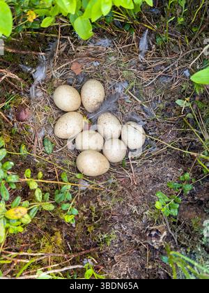 Capercaillie nest with eggs on the forest floor Stock Photo