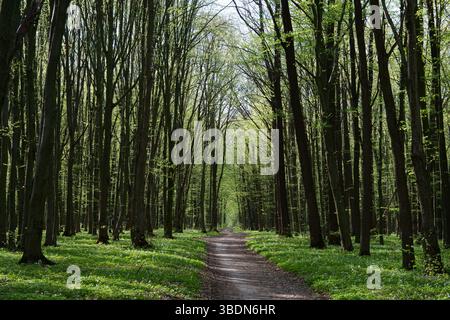 Forest path among tall green trees in spring. Forest. Stock Photo
