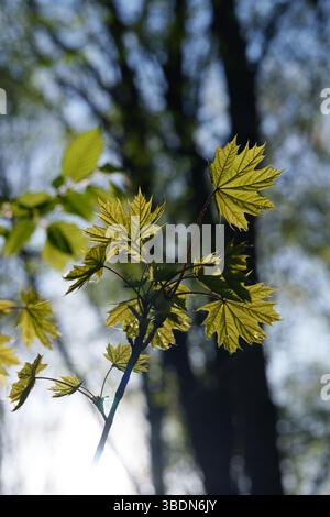 Close-up of maple leaves with blurred background. Sun in the frame. Nature. Stock Photo