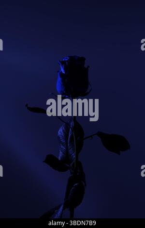 Blue rose on a blue background. Dark scene. Fashion photo. Professional side light. Learning photography. Stock Photo