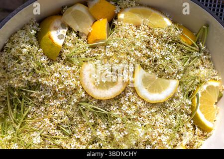 Preparation of Elderflower Juice Using Sambucus nigra (Elder) Flowers and Fresh Lemon Slices" Stock Photo
