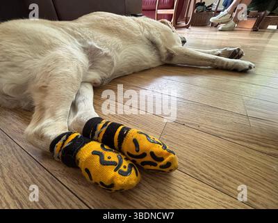 Dozing sleeping dog wearing protective boots for grip on slippy floor. Stock Photo