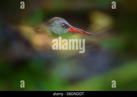 A shy water rail walking in dense wetland vegetation. This secretive bird is known for its pig-like calls and elusive behavior in reed beds and marshe Stock Photo