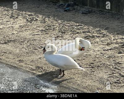 Three beautiful swans standing on the sandy shore, a peaceful scene. Stock Photo
