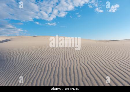 Expansive sandy dunes stretch under a vibrant blue sky in Denmark. Gentle waves of sand create mesmerizing patterns, inviting visitors to explore this tranquil landscape. Rabjerg Mile dunes Stock Photo