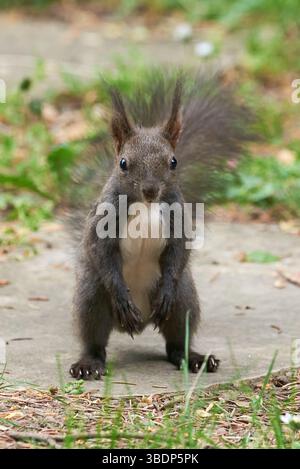 Eurasian red squirrel close-up (Sciurus vulgaris) Stock Photo