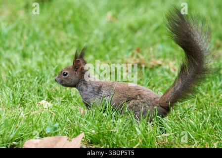Eurasian red squirrel close-up (Sciurus vulgaris) Stock Photo