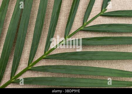 Green leaves of palm tree on a fabric background. Close up evergreen leaf of a palm tree textile background. Tropical green palm leave , jungle leave Stock Photo