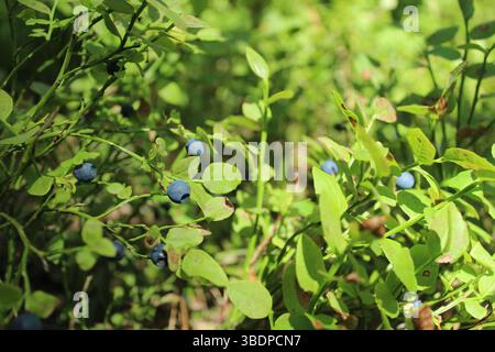 Wild blueberries on a bush in the forest. Season for picking wild berries. Summer harvest in the forest. Stock Photo