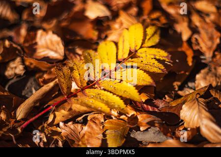 Beautiful Orange Rowan Leaf with Dew Drops Lying on the Ground Stock Photo