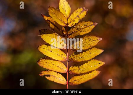 Beautiful Orange Rowan Leaf with Dew Drops Stock Photo