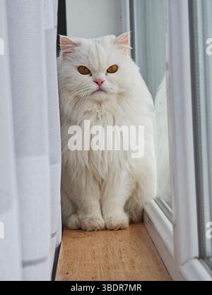 Beautiful white persian cat sitting majestically on a window sill, enjoying the view from behind a curtain Stock Photo
