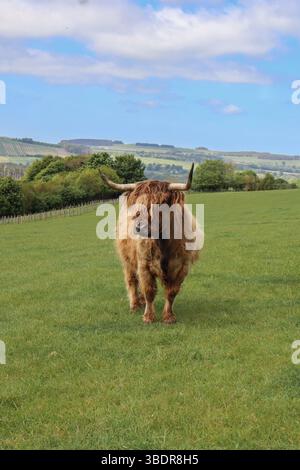 Highland cattle standing in a lush green paddock Stock Photo - Alamy