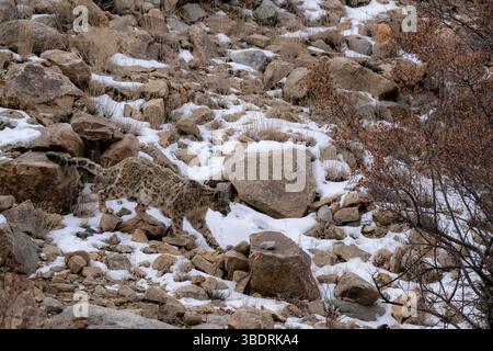 a snow leopard is walking down in himalayas mountains Stock Photo