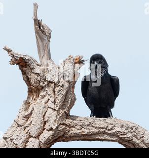 Raven (Corvus corax) perched on snag with direct eye contact Stock Photo