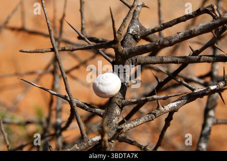 White snail shell resting on dry thorny bush in arid desert environment, symbolic of survival and adaptation in harsh conditions Stock Photo