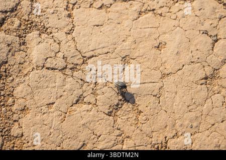 A small bug on cracked soil Stock Photo
