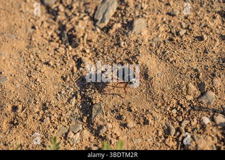 A small bug on cracked soil Stock Photo