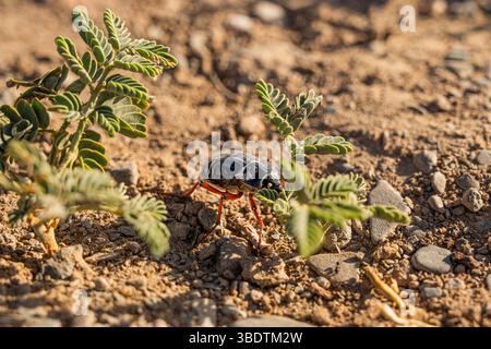 A small bug on cracked soil Stock Photo
