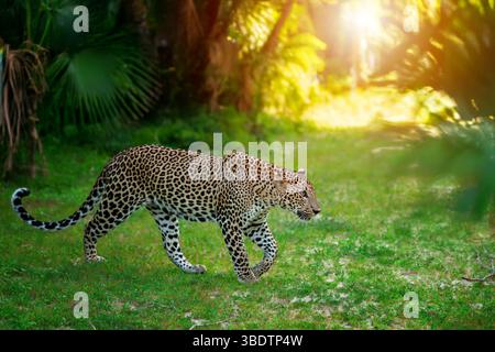 In a vibrant, sunlit woodland, a leopard with a distinct spotted coat moves gracefully across the emerald grass. The warm light of the setting sun cas Stock Photo