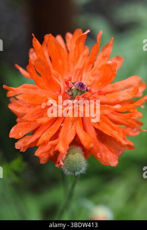 Orange papaver orientale fireball poppies with water drops on the petals in the garden Stock Photo