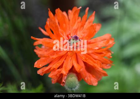 Orange papaver orientale fireball poppies with water drops on the petals in the garden Stock Photo