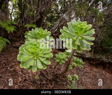 Green plants of Aeonium canariense (Canary Island Aeonium). Succulent plant in Latin called Aeonium canariense, variety virgineum. Side view. Stock Photo