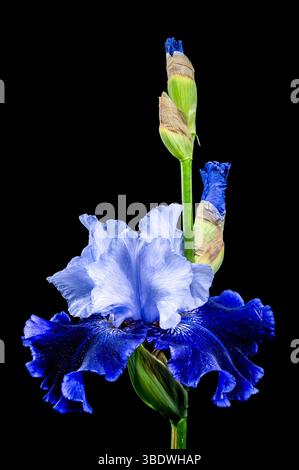 Elegant Blue and White Bearded Iris on Black Stock Photo