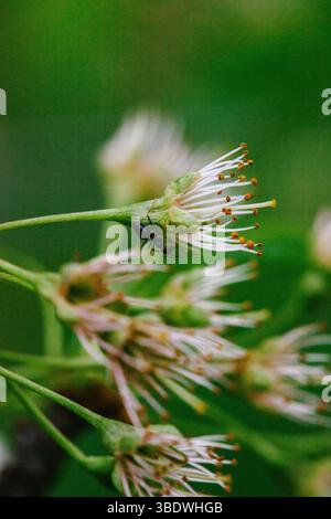 Ant Crawling on Fruit Tree Blossoms Stock Photo