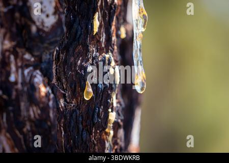 Fire damage on pinus canariensis, pine tree. Close up of details of burnt tree bark after a forest fire on the canary island of Tenerife. Dark charred Stock Photo