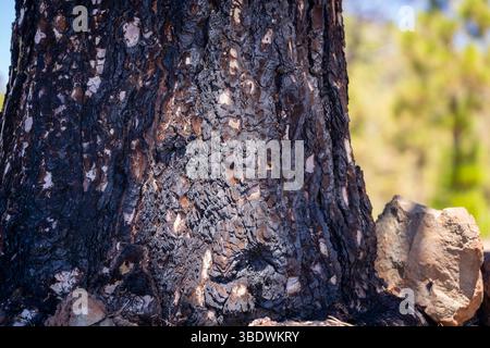 Fire damage on pinus canariensis, pine tree. Close up of details of burnt tree bark after a forest fire on the canary island of Tenerife. Dark charred Stock Photo
