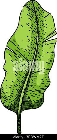 biodegradable banana leaf sketch hand drawn vector Stock Vector Image ...