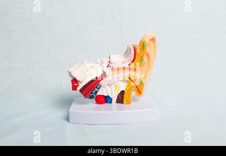 Colorful anatomical model of human ear highlighting inner ear structures for educational use Stock Photo