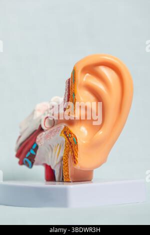 Plastic anatomical model of human ear showing inner ear structure for educational purposes Stock Photo
