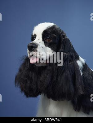An American Cocker Spaniel with long ears and tongue out, posed against a blue background. The dog relaxed expression and flowing fur are highlighted. Stock Photo