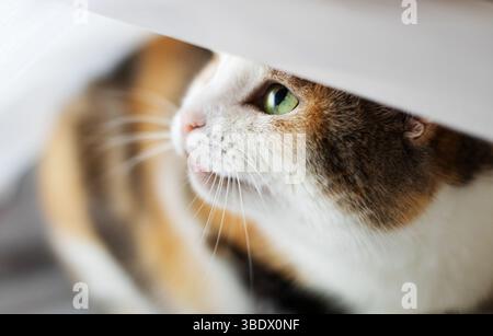 Sleeping cat under the blanket Stock Photo
